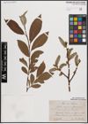 Foto von Salix caprea L. x Salix silesiaca Willd.